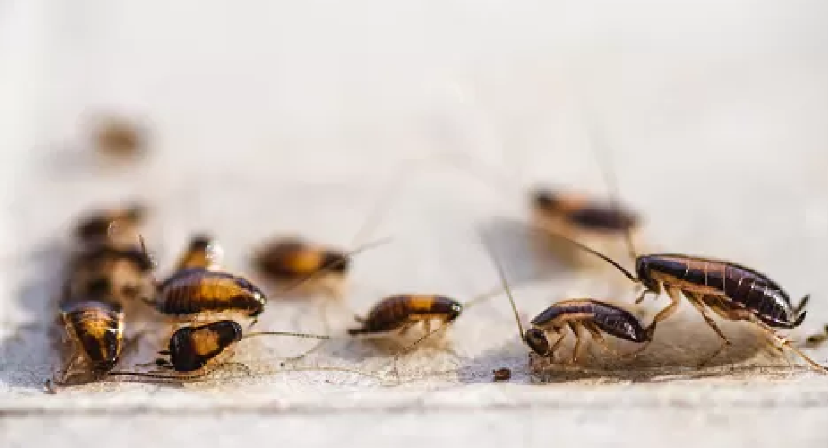German Cockroach Rearing German Cockroaches: How to Get Rid of These Stubborn Pests - Clean and ...