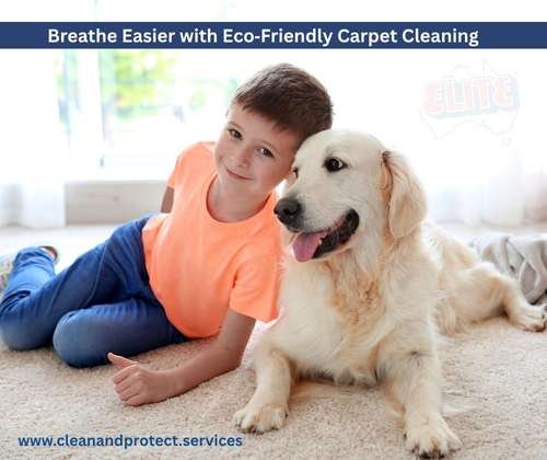 Carpet dry cleaning for pet-friendly Perth homes
