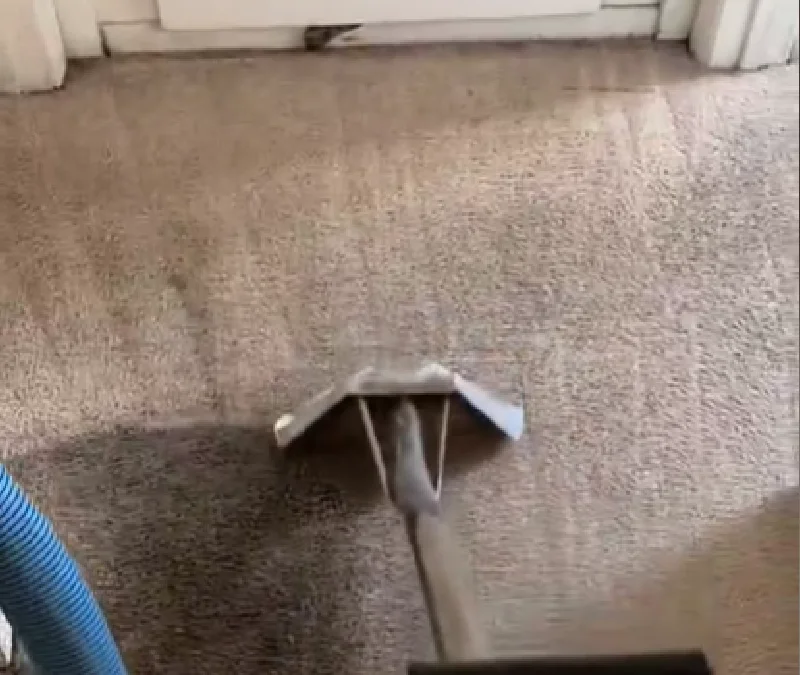 Carpet stain treatment by a professional cleaner in Perth