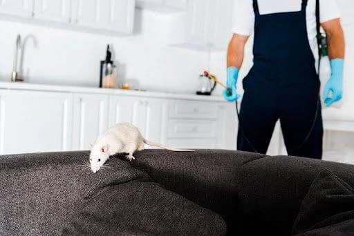 Rat Pest Control