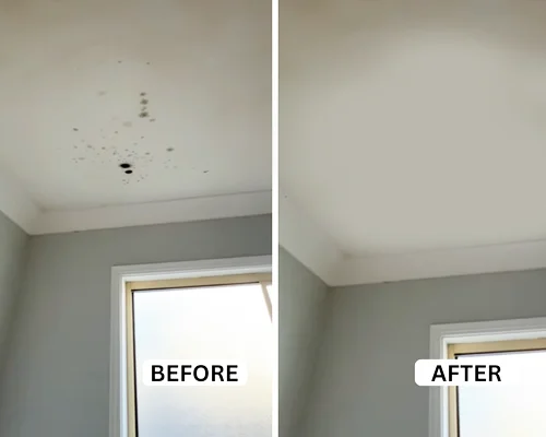 Mould Removal Perth 