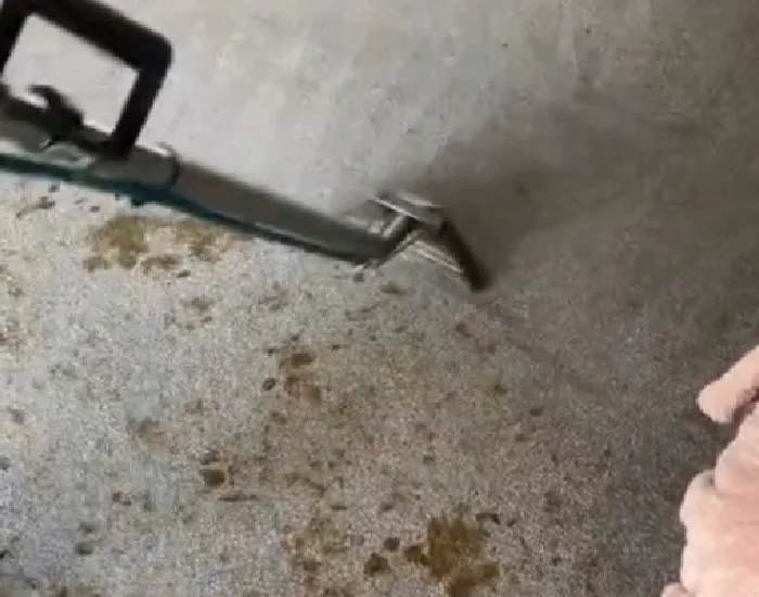 Carpet urine stain treatment in a Perth home